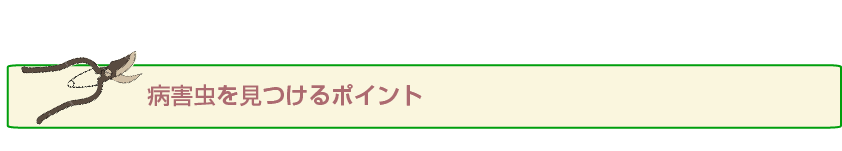 病害虫を見つけるポイント