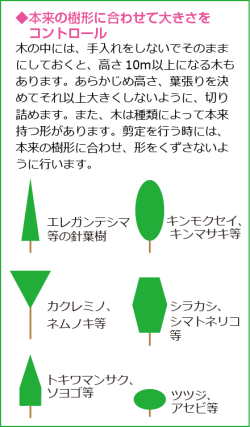 本来の樹形に合わせて大きさをコントロール