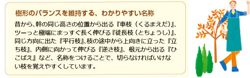 樹形のバランスを維持する、わかりやすい名称