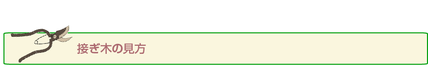 接ぎ木の見方