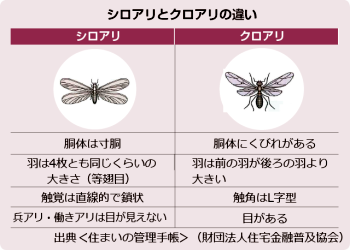 シロアリとクロアリの違い